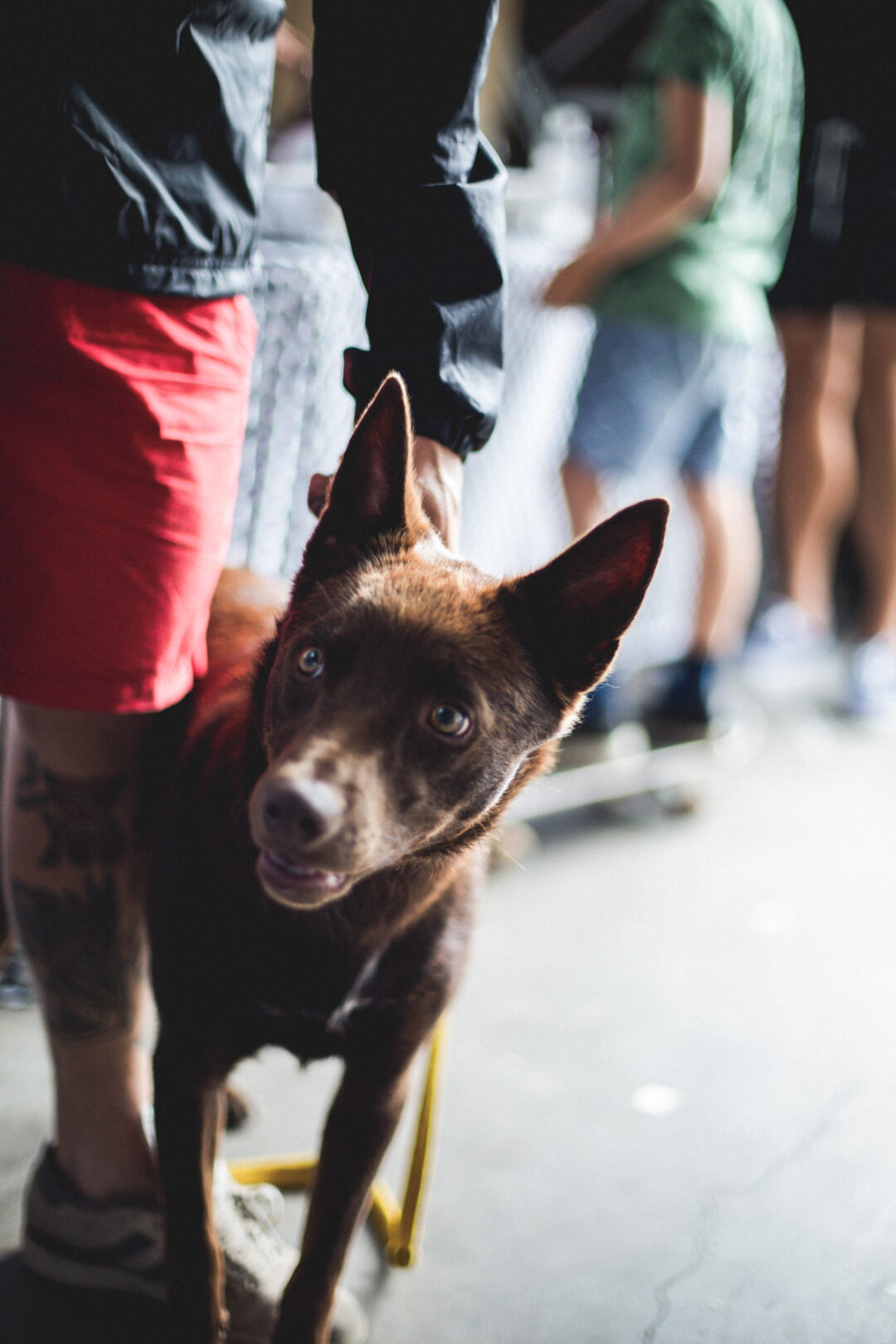 House Of Vans Auckland
